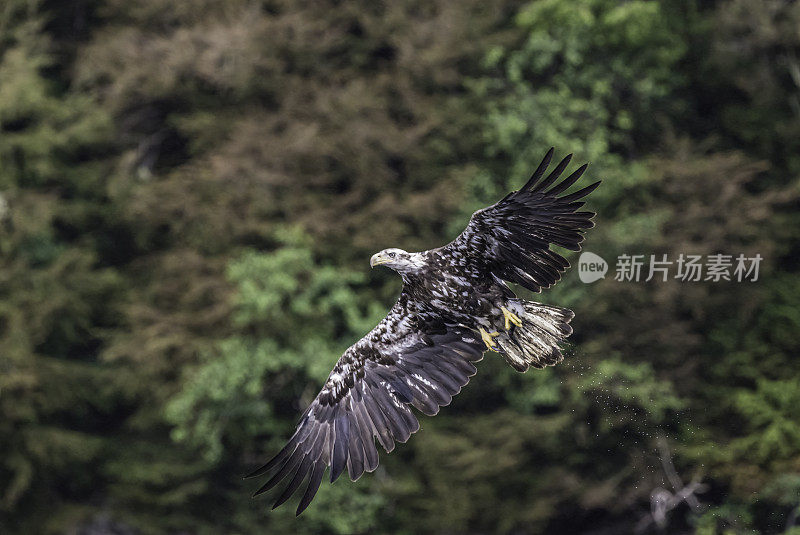 白头鹰(Haliaeetus leucocephalus)是一种发现于北美的猛禽。位于查塔姆海峡巴拉诺夫岛卡斯尼库湾的隐藏瀑布。阿拉斯加。一只飞翔和钓鱼的少年。